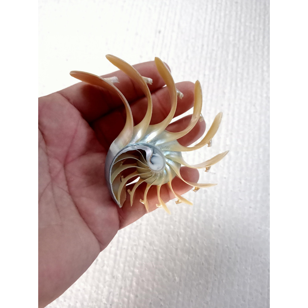 Crafts Suppliesslice Nautilus Shellsize 102 Mm 9