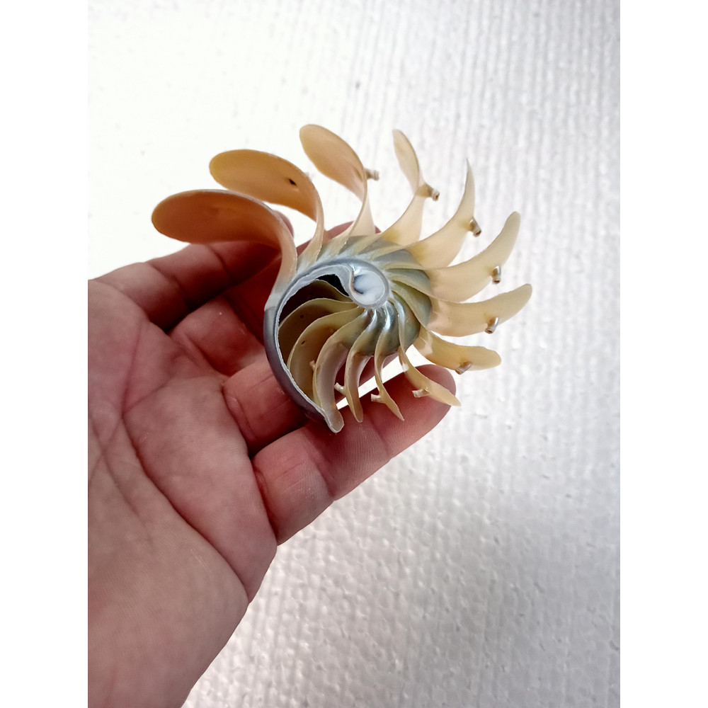 Crafts Suppliesslice Nautilus Shellsize 102 Mm 10
