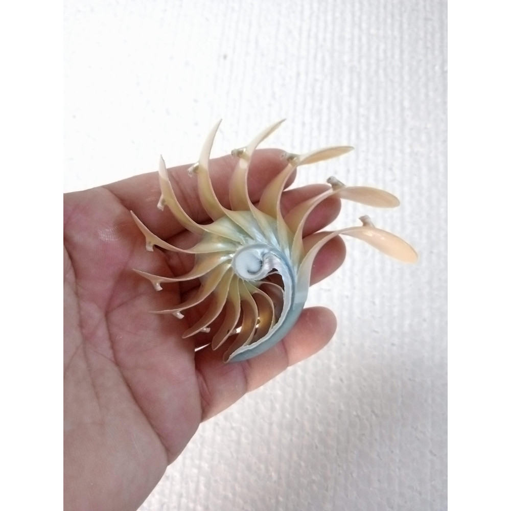 Crafts Suppliesslice Nautilus Shellsize 102 Mm 11