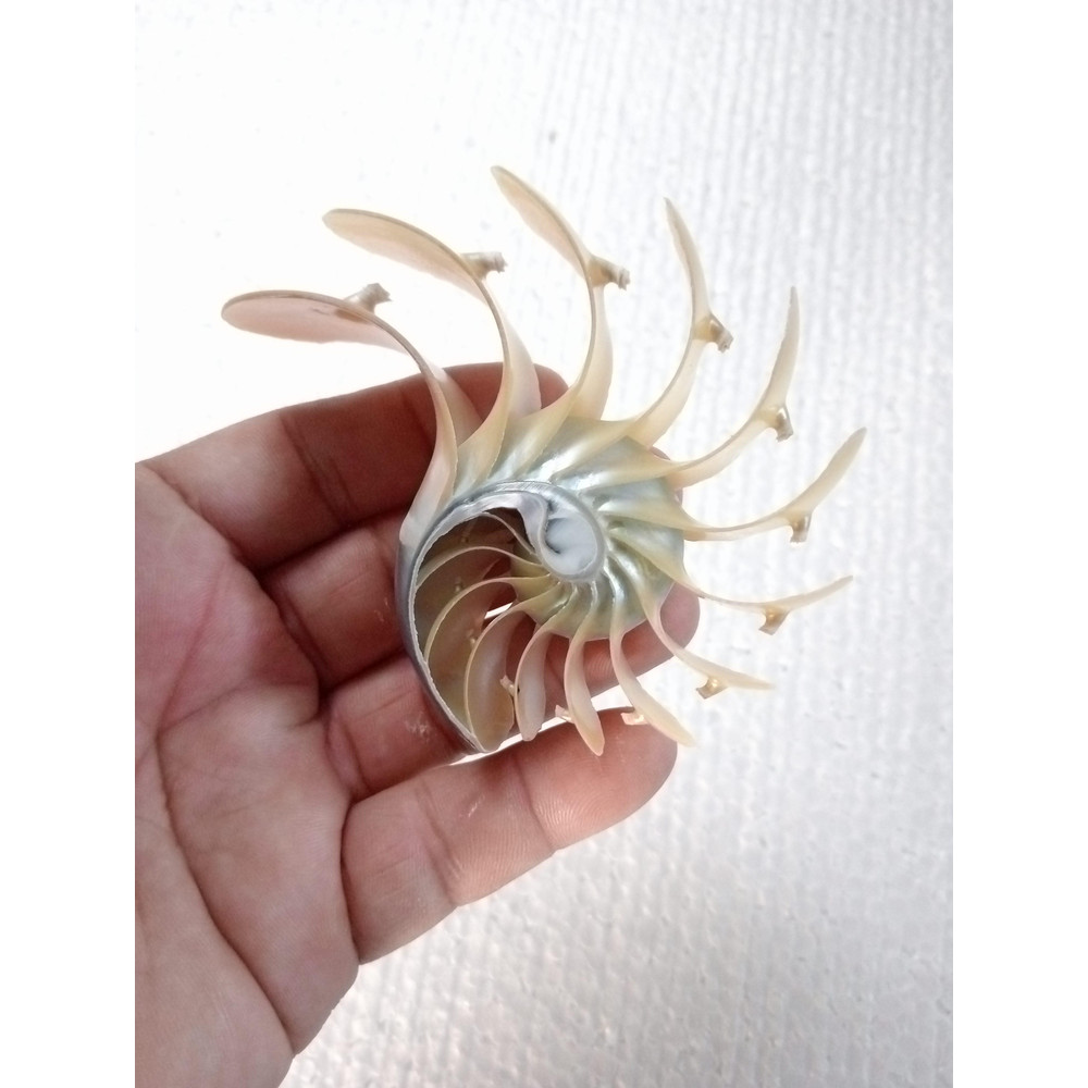 Crafts Suppliesslice Nautilus Shellsize 102 Mm 13