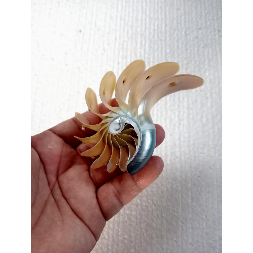 Crafts Suppliesslice Nautilus Shellsize 102 Mm 8