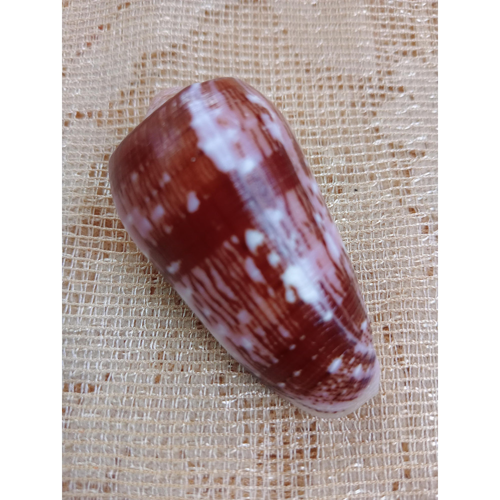 Collectiblesconus Floccatus Shellsize 52 Mm Item A1 0