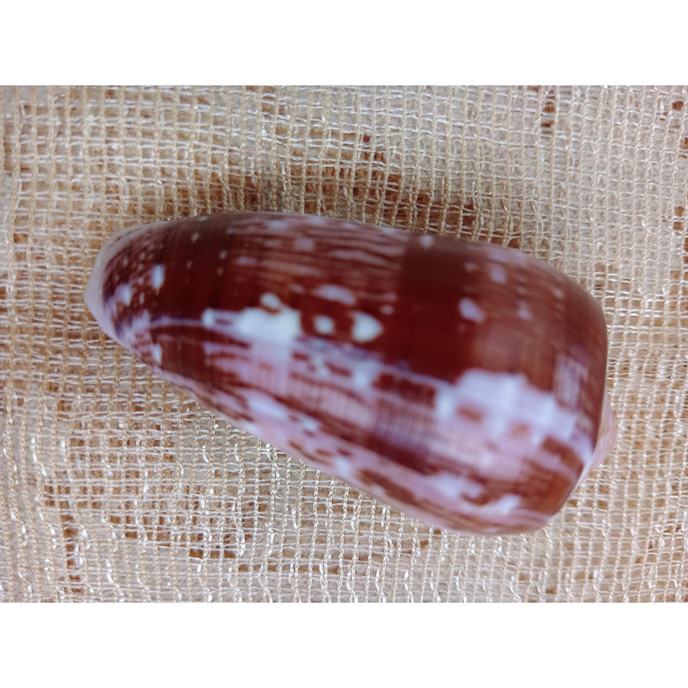 Collectiblesconus Floccatus Shellsize 52 Mm Item A1 1
