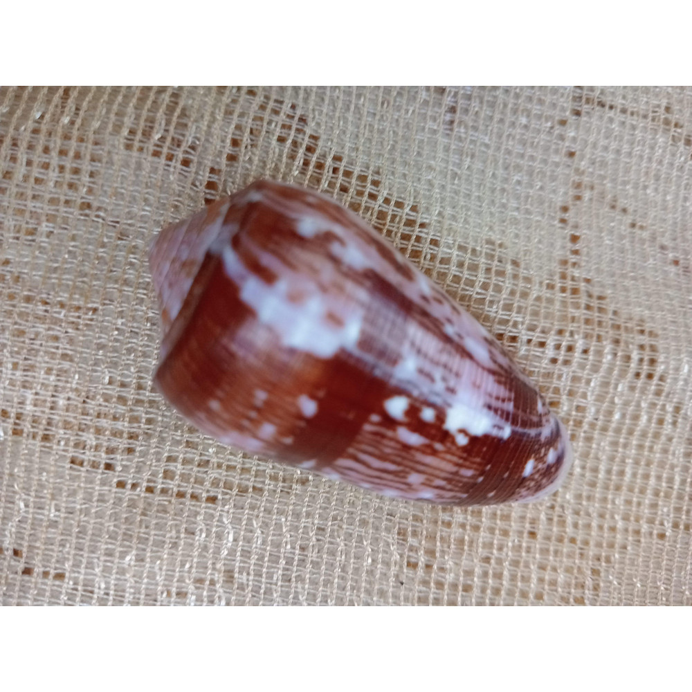 Collectiblesconus Floccatus Shellsize 52 Mm Item A1 2