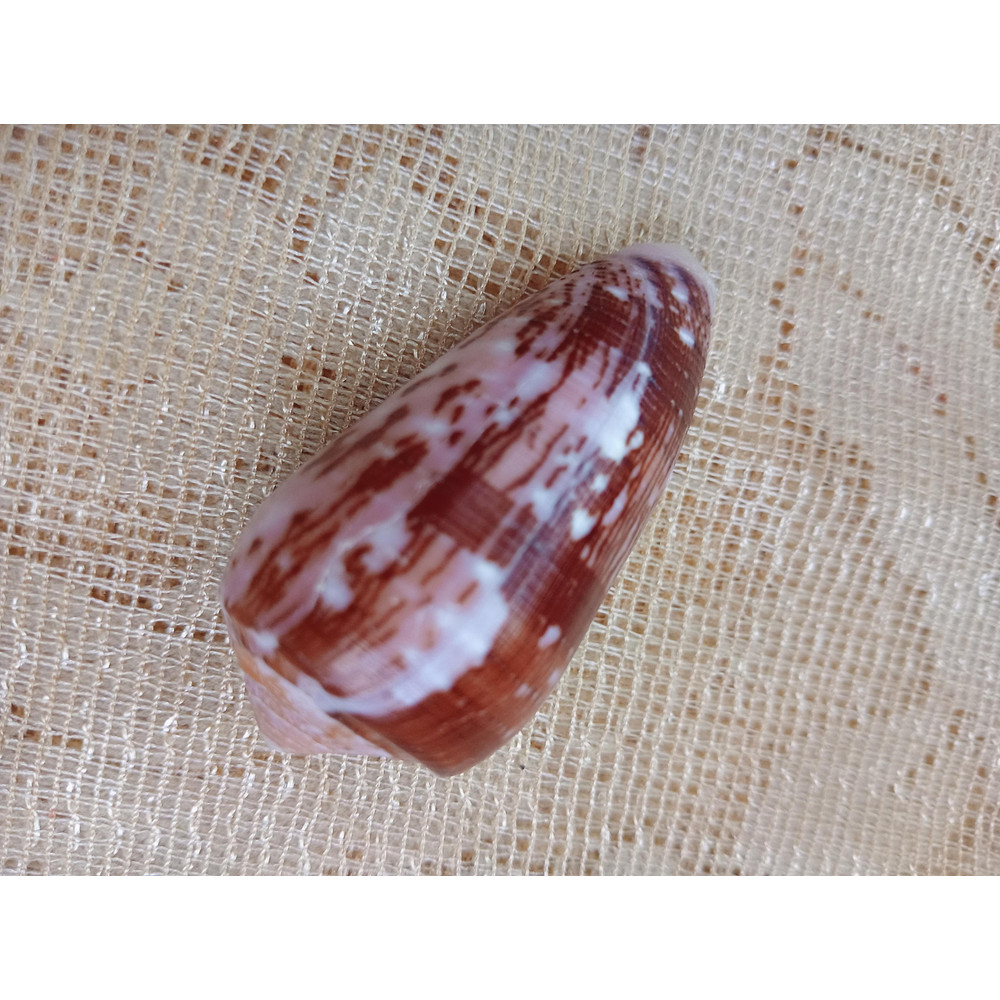 Collectiblesconus Floccatus Shellsize 52 Mm Item A1 3