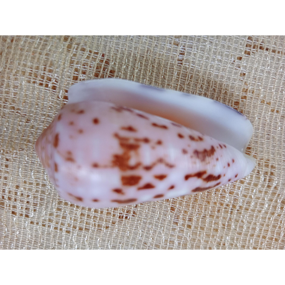 Collectiblesconus Floccatus Shellsize 52 Mm Item A1 4