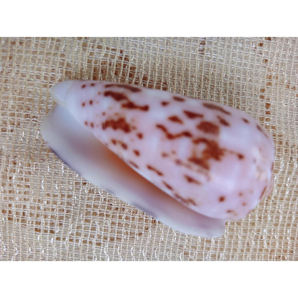 Collectiblesconus Floccatus Shellsize 52 Mm Item A1 5