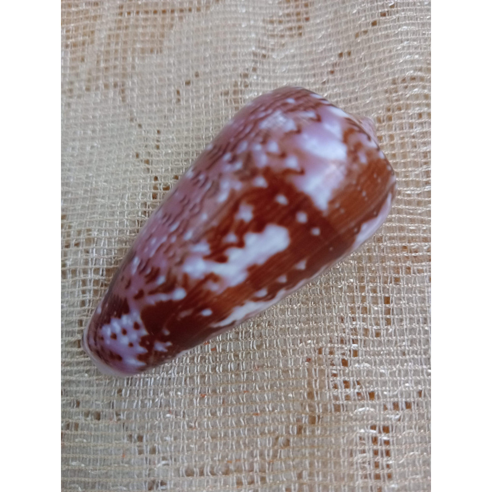 Collectibles Conus Floccatus Shellsize 55 Mmitem A2 0