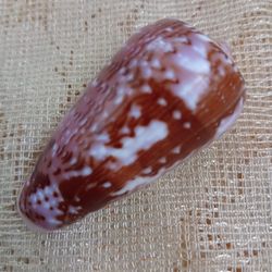 craft supplies..collectibles conus floccatus shell..size 55 mm..item a2