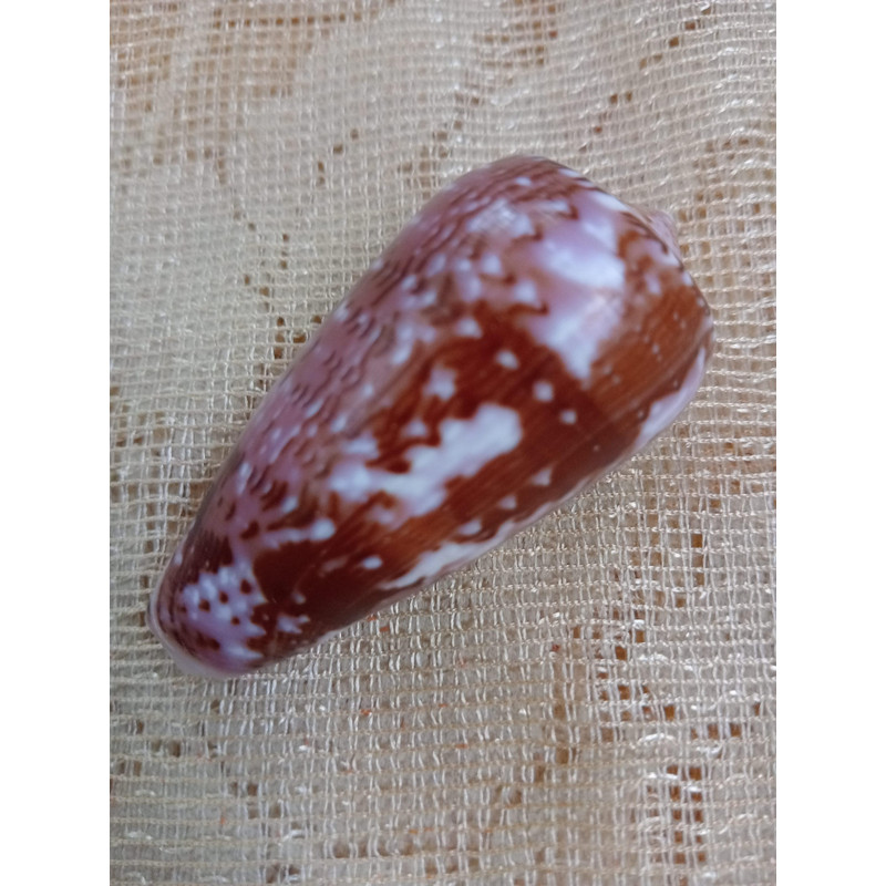 Collectibles Conus Floccatus Shellsize 55 Mmitem A2 0