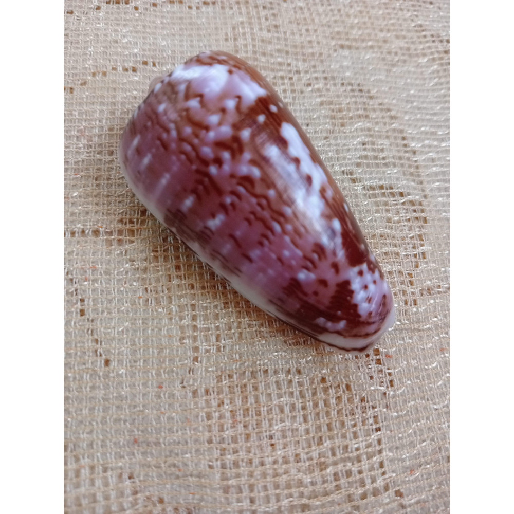 Collectibles Conus Floccatus Shellsize 55 Mmitem A2 2