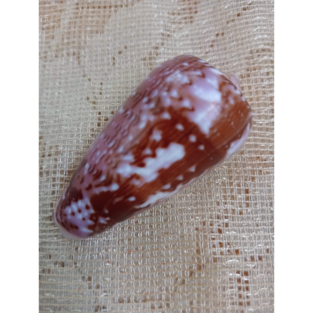 Collectibles Conus Floccatus Shellsize 55 Mmitem A2 3