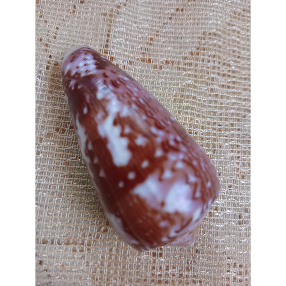 Collectibles Conus Floccatus Shellsize 55 Mmitem A2 4