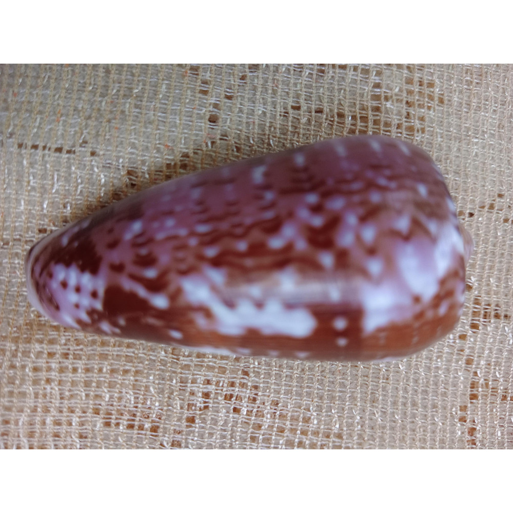 Collectibles Conus Floccatus Shellsize 55 Mmitem A2 5