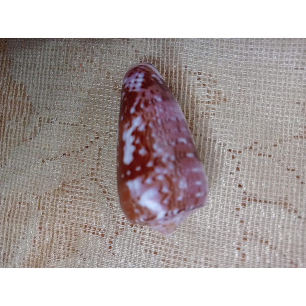Collectibles Conus Floccatus Shellsize 55 Mmitem A2 6