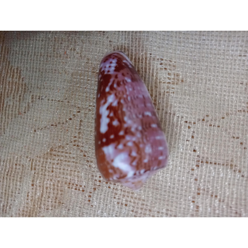 Collectibles Conus Floccatus Shellsize 55 Mmitem A2 6