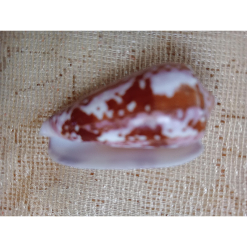 Collectibles Conus Floccatus Shellsize 55 Mmitem A2 7