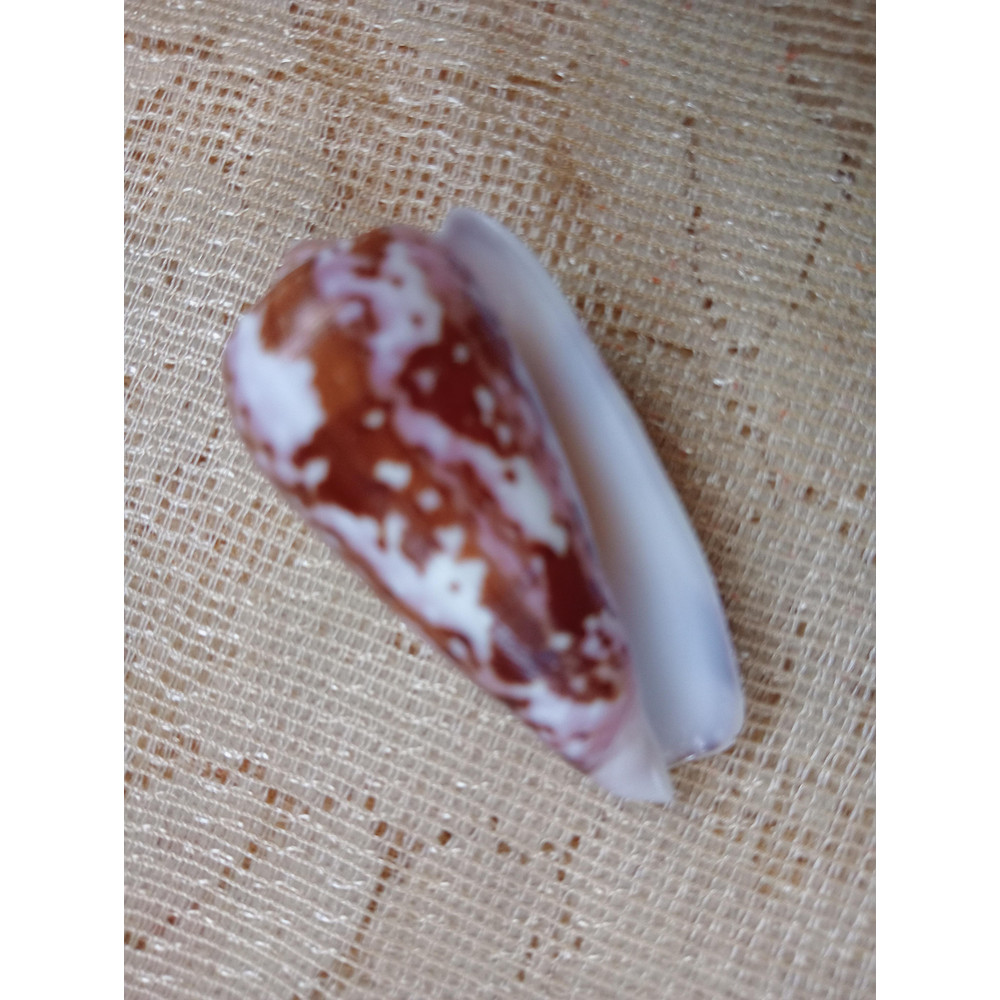 Collectibles Conus Floccatus Shellsize 55 Mmitem A2 8