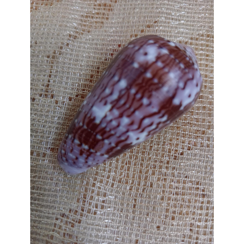 Collectibles Conus Floccatus Shellsize 48 Mmvery Good Conditiongood For Collectionitem A3 0