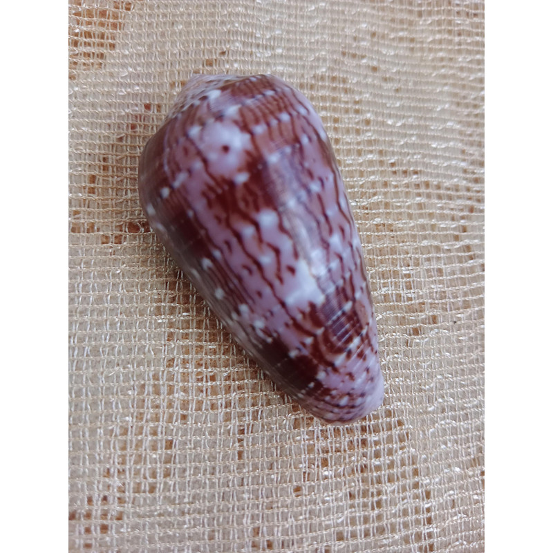 Collectibles Conus Floccatus Shellsize 48 Mmvery Good Conditiongood For Collectionitem A3 2