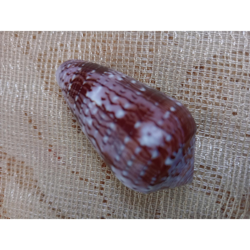 Collectibles Conus Floccatus Shellsize 48 Mmvery Good Conditiongood For Collectionitem A3 3