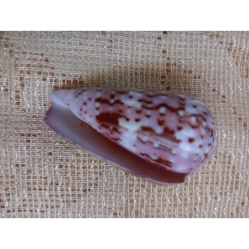 Collectibles Conus Floccatus Shellsize 48 Mmvery Good Conditiongood For Collectionitem A3 4