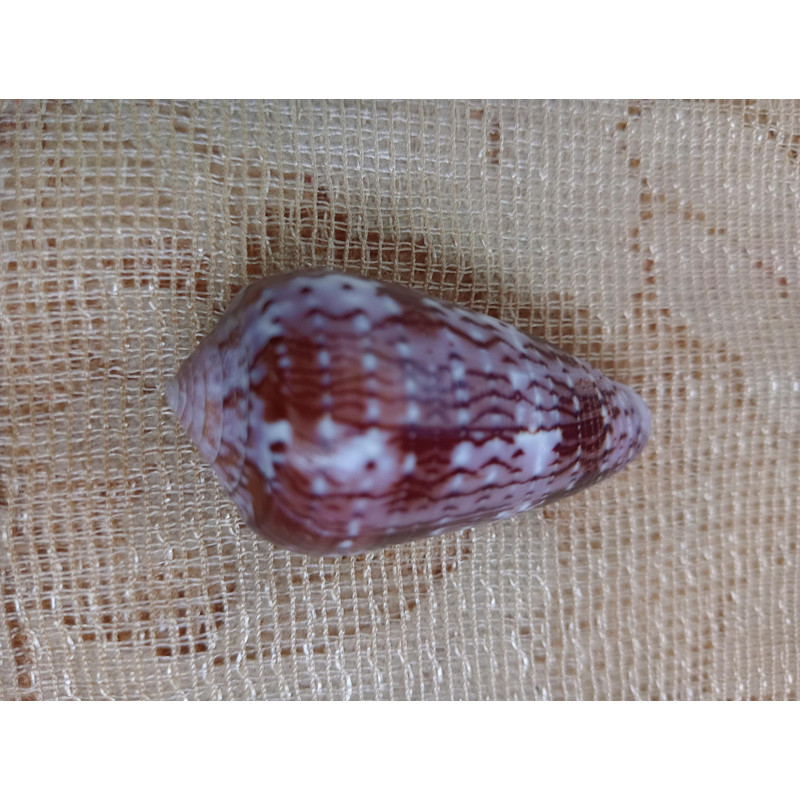 Collectibles Conus Floccatus Shellsize 48 Mmvery Good Conditiongood For Collectionitem A3 5