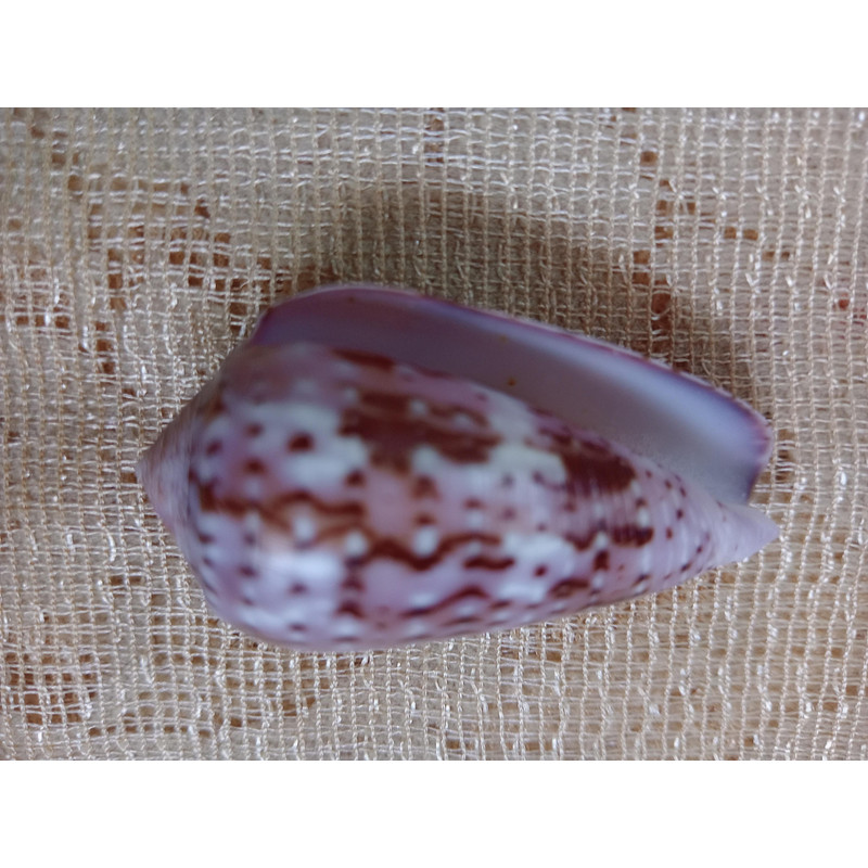 Collectibles Conus Floccatus Shellsize 48 Mmvery Good Conditiongood For Collectionitem A3 6