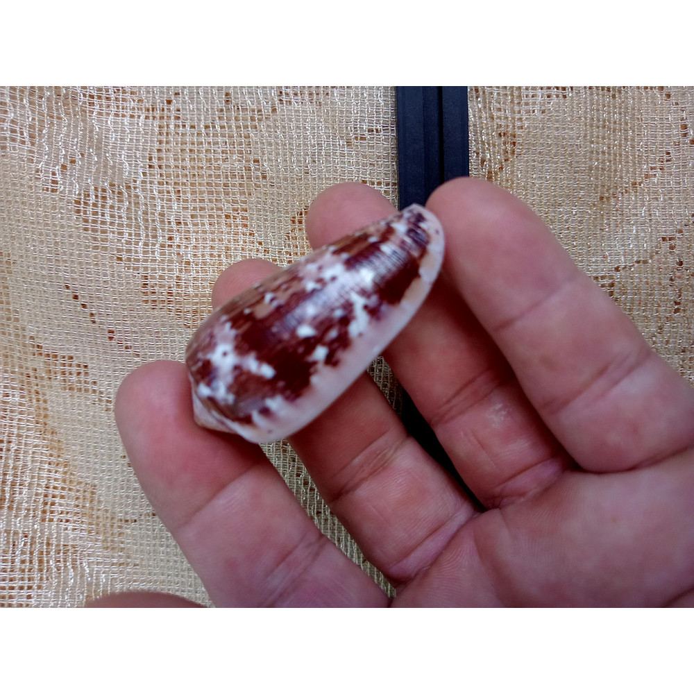 Collectibles Conus Floccatus Shellsize 50 Mmvery Good Conditionitem A5 0