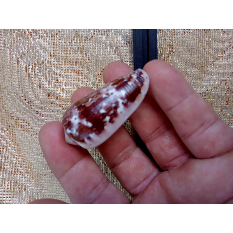 Collectibles Conus Floccatus Shellsize 50 Mmvery Good Conditionitem A5 0