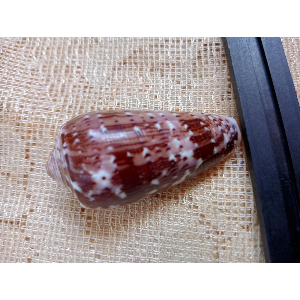 Collectibles Conus Floccatus Shellsize 50 Mmvery Good Conditionitem A5 1