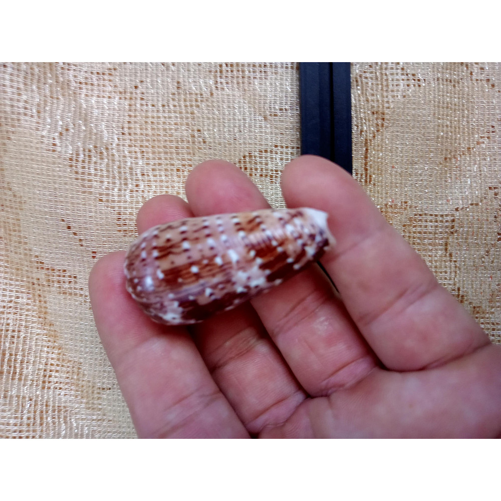 Collectibles Conus Floccatus Shellsize 50 Mmvery Good Conditionitem A5 2