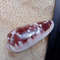 Collectibles Conus Floccatus Shellsize 50 Mmvery Good Conditionitem A5 3