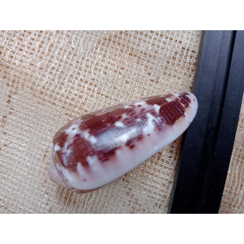 Collectibles Conus Floccatus Shellsize 50 Mmvery Good Conditionitem A5 3