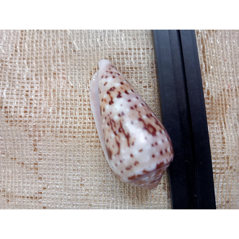 Collectibles Conus Floccatus Shellsize 50 Mmvery Good Conditionitem A5 4