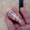 Collectibles Conus Floccatus Shellsize 50 Mmvery Good Conditionitem A5 5