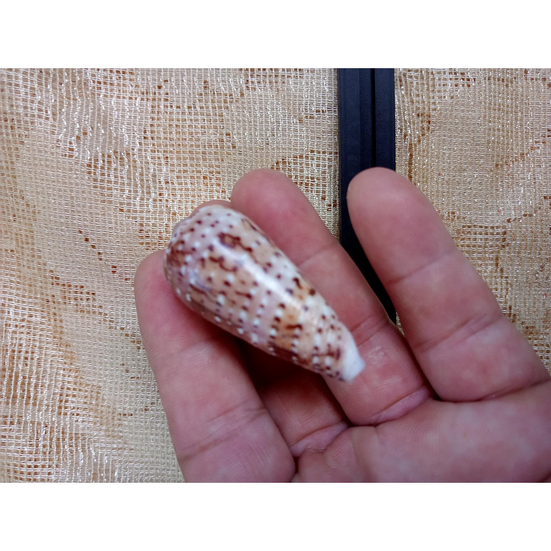 Collectibles Conus Floccatus Shellsize 50 Mmvery Good Conditionitem A5 5