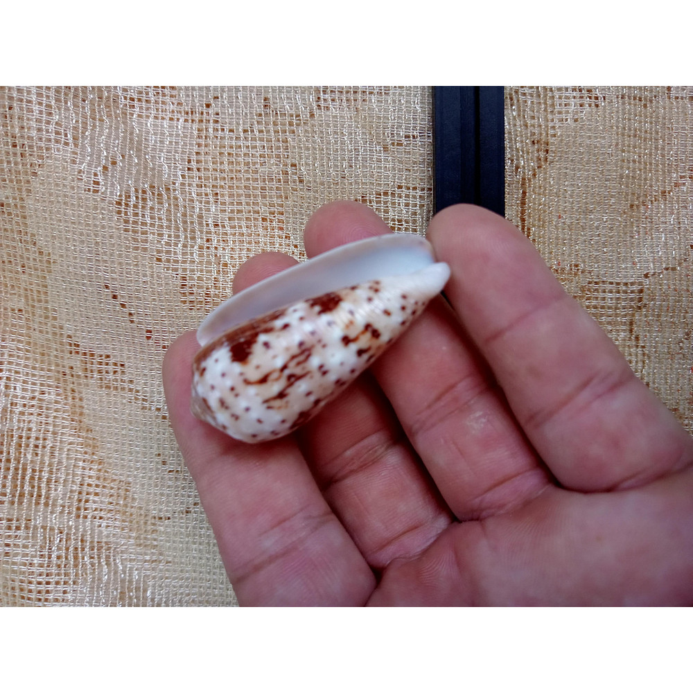 Collectibles Conus Floccatus Shellsize 50 Mmvery Good Conditionitem A5 6