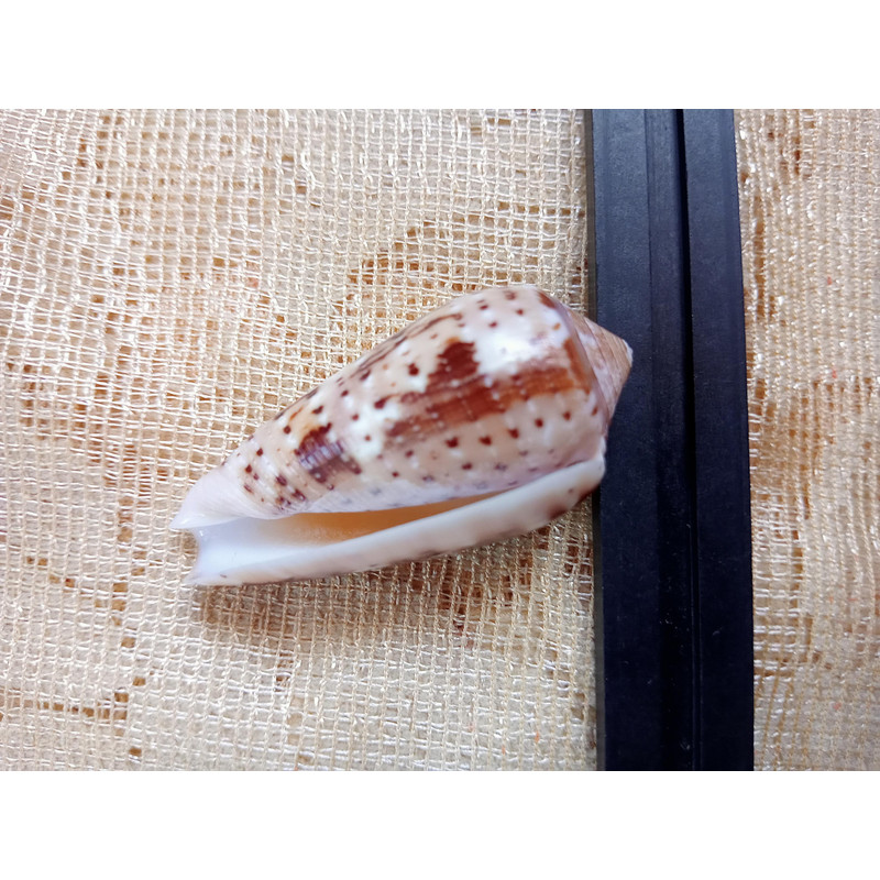 Collectibles Conus Floccatus Shellsize 50 Mmvery Good Conditionitem A5 7
