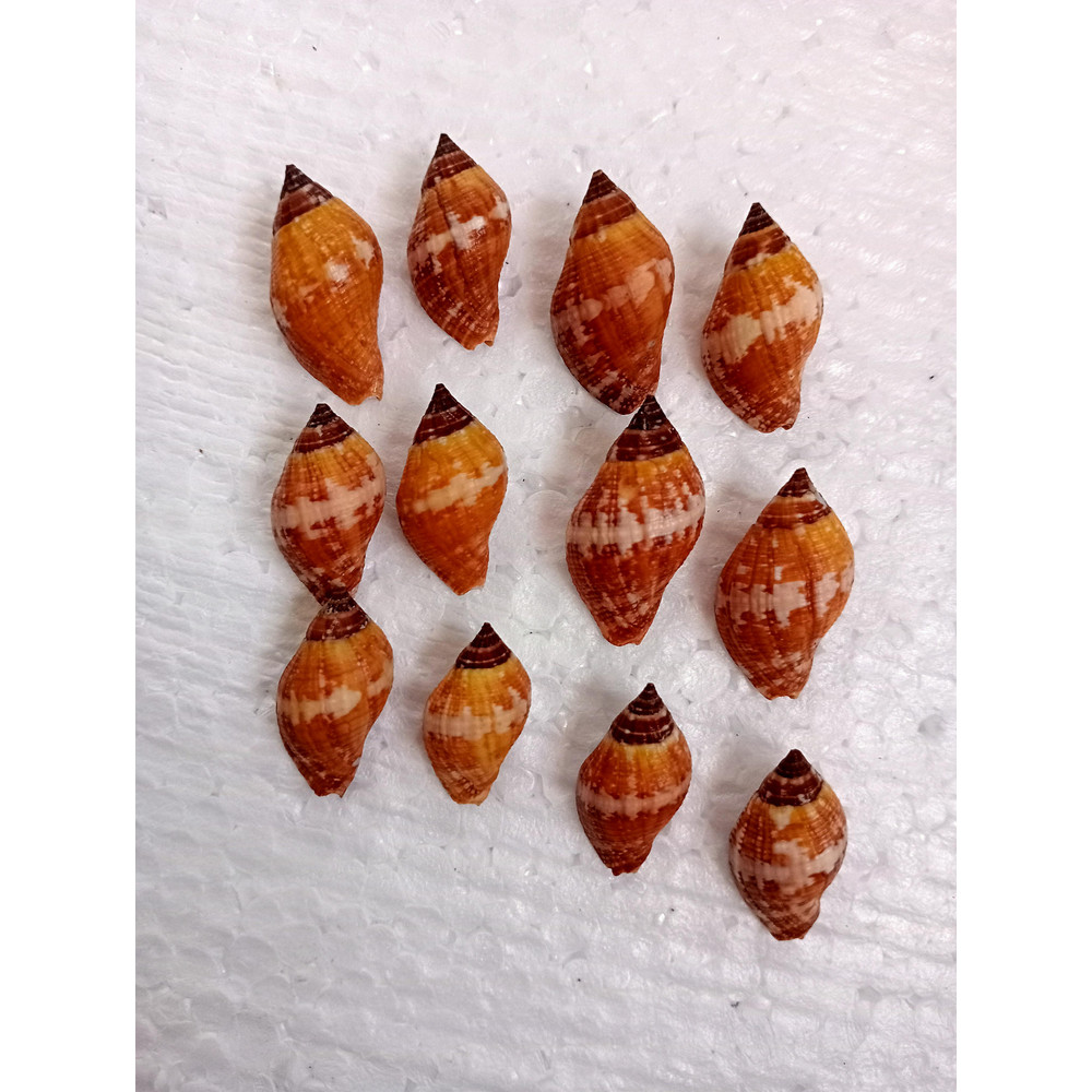 Craft Suppliesbrown Snail Shellssize 23 Mm12 PCs Shellsvery Good For Crafting 0
