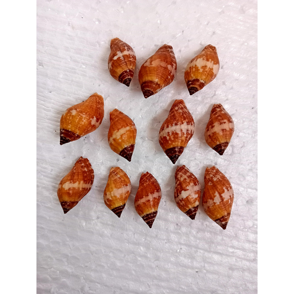 Craft Suppliesbrown Snail Shellssize 23 Mm12 PCs Shellsvery Good For Crafting 1