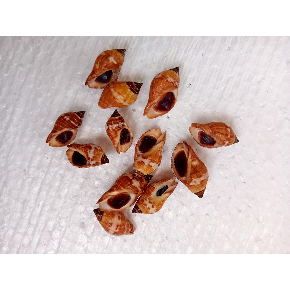 Craft Suppliesbrown Snail Shellssize 23 Mm12 PCs Shellsvery Good For Crafting 2