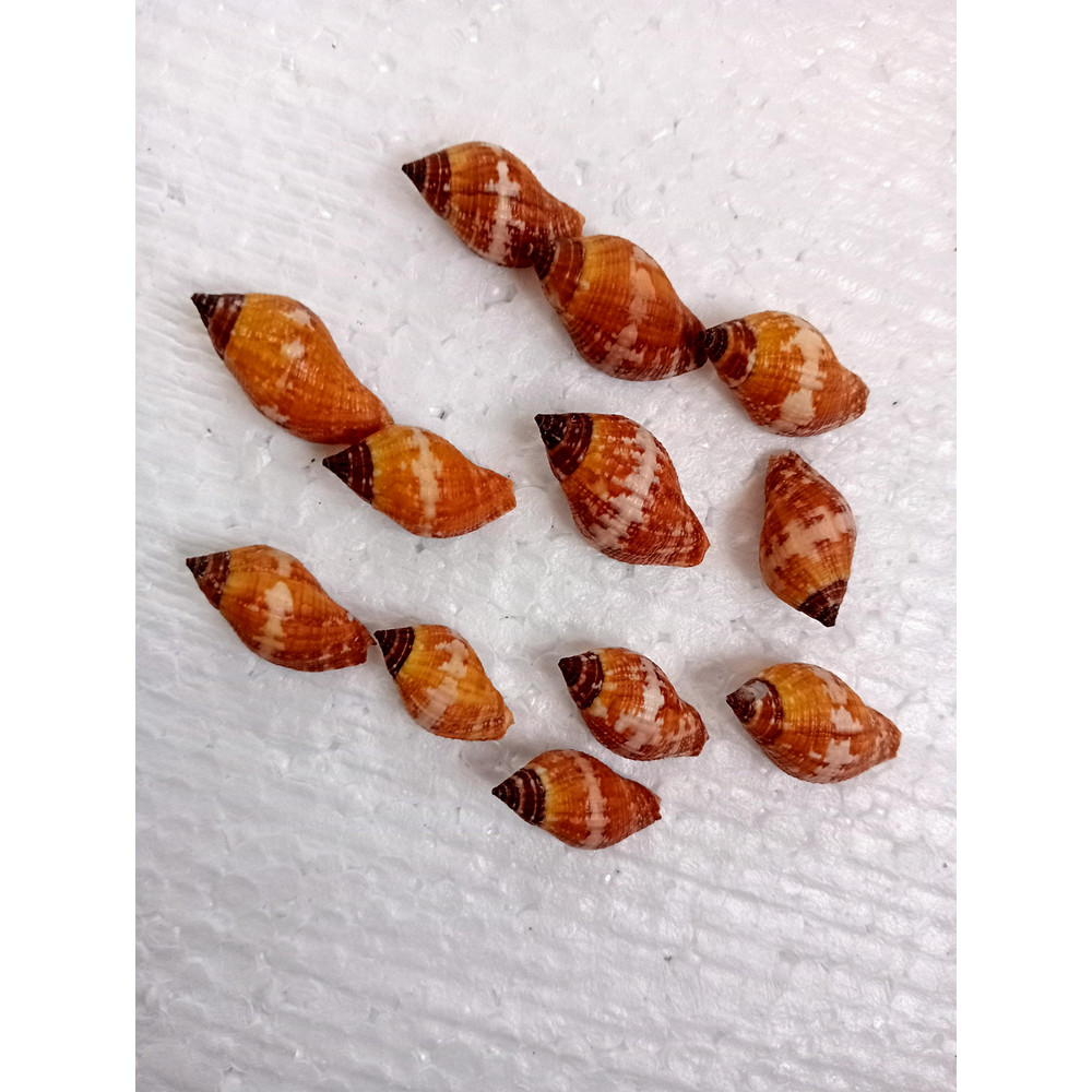 Craft Suppliesbrown Snail Shellssize 23 Mm12 PCs Shellsvery Good For Crafting 3