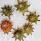 Crafts Suppliescalcar Shellssize 2224 Mm6 PCs Shellsitem A6 1