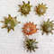 Crafts Suppliescalcar Shellssize 2224 Mm6 PCs Shellsitem A6 2