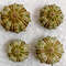 Crafts Supplies4 PCs Knobby Green Sea Urchin size 1517 Mmitem A7 0