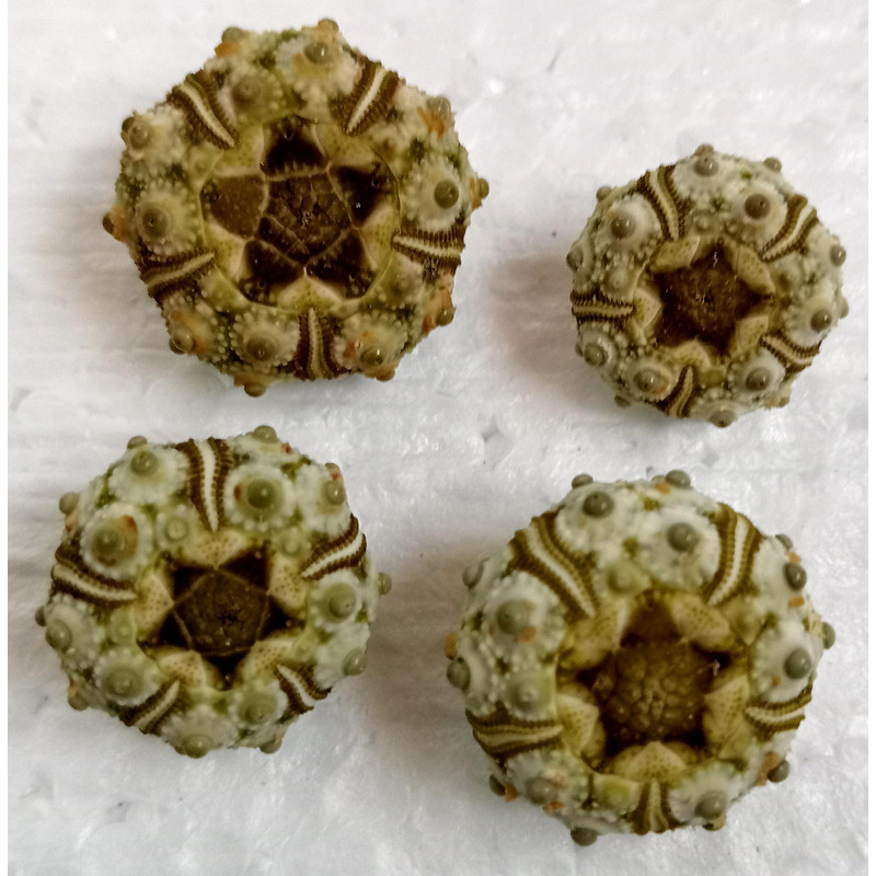 Crafts Supplies4 PCs Knobby Green Sea Urchin size 1517 Mmitem A7 1