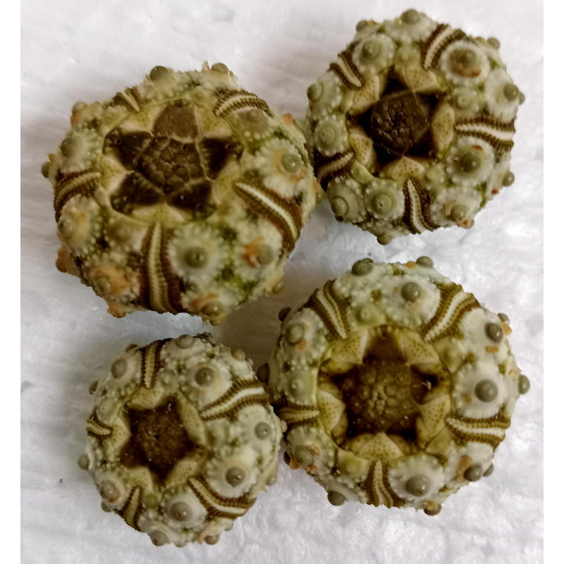 Crafts Supplies4 PCs Knobby Green Sea Urchin size 1517 Mmitem A7 2