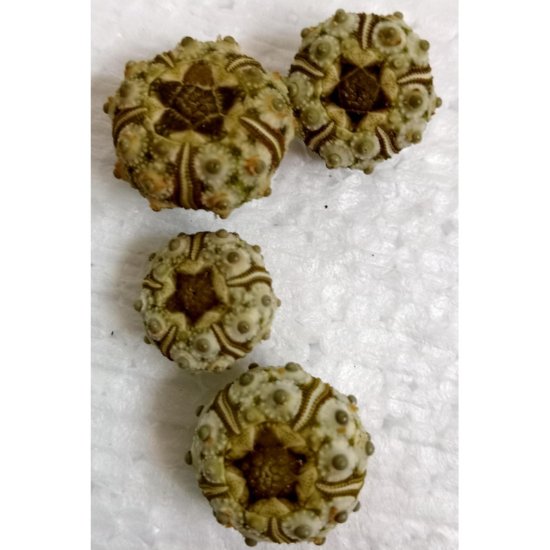 Crafts Supplies4 PCs Knobby Green Sea Urchin size 1517 Mmitem A7 3