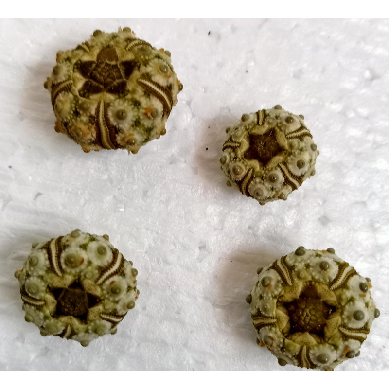 Crafts Supplies4 PCs Knobby Green Sea Urchin size 1517 Mmitem A7 4
